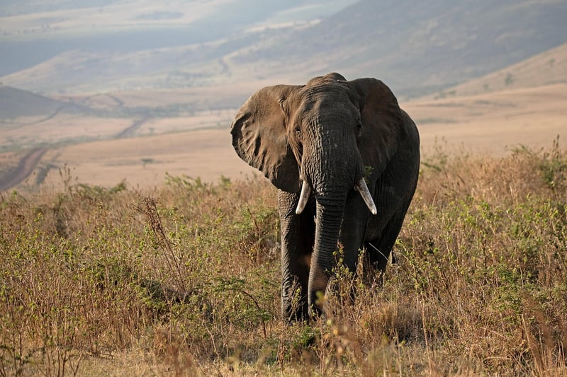 Wildlife Safari